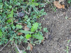 Carduus pycnocephalus