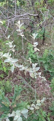 Sabicea brasiliensis