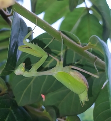 Stagmomantis limbata