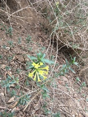 Cestrum parqui