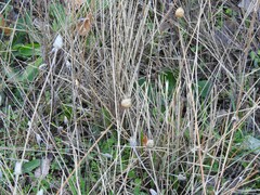 Mantisalca salmantica