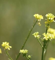 Brassica rapa