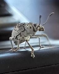 Cydianerus latruncularius