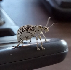 Cydianerus latruncularius