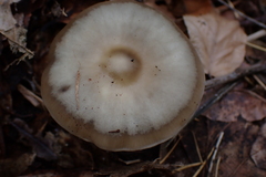 Rhodocollybia butyracea
