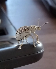 Cydianerus latruncularius