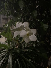 Plumeria pudica