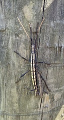 Anisomorpha buprestoides