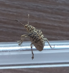 Cydianerus latruncularius