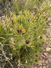 Protea canaliculata