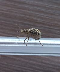 Cydianerus latruncularius