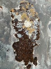 Pulchrocladia ferdinandii