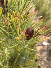 Protea canaliculata