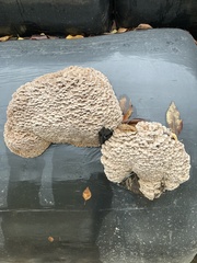 Chlorophyllum rhacodes