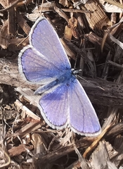 Polyommatus icarus