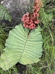 Streptocarpus dunnii