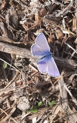 Polyommatus icarus