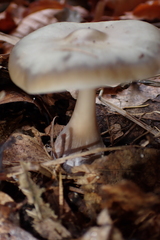 Rhodocollybia butyracea