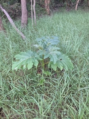 Solanum chrysotrichum