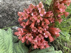 Streptocarpus dunnii