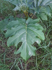 Solanum chrysotrichum