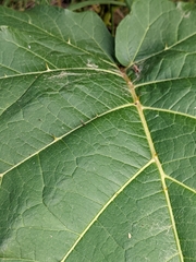 Solanum chrysotrichum