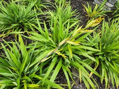 Encholirium spectabile