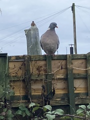 Columba palumbus palumbus