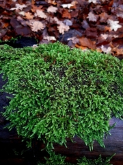 Hypnum cupressiforme