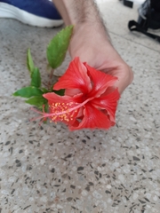 Hibiscus
