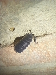 Porcellio hoffmannseggii