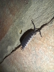 Porcellio hoffmannseggii