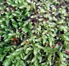 Hypnum cupressiforme