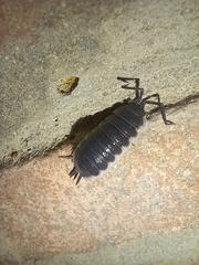 Porcellio hoffmannseggii