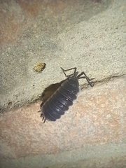 Porcellio hoffmannseggii