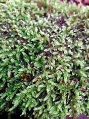 Hypnum cupressiforme