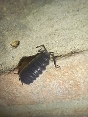 Porcellio hoffmannseggii