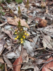 Stylidium diuroides