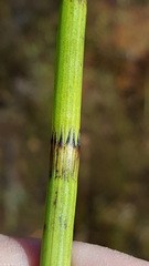 Equisetum fluviatile