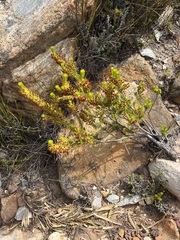 Erica parilis