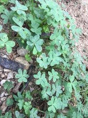 Oxalis pes-caprae