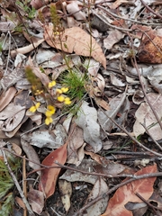 Stylidium diuroides