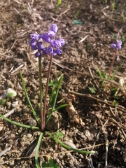 Muscari parviflorum