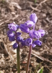 Muscari parviflorum