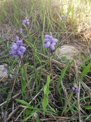 Muscari parviflorum
