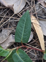 Persicaria dichotoma