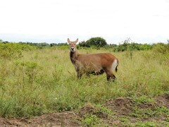 Kobus ellipsiprymnus defassa