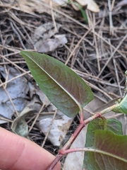 Persicaria dichotoma