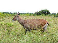 Kobus ellipsiprymnus defassa