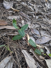 Persicaria dichotoma